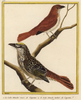 Симпатичные мухоловки, обитающие в Южной Америке (из Table des Planches Enluminées d'Histoire Naturelle de M. D'Aubenton (фр.). Утрехт. 1783 год (лист 453))