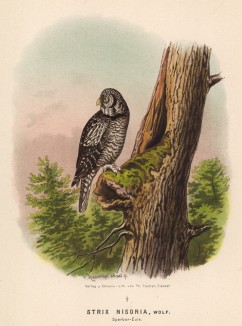 Ястребиная сова (Strix nisoria (лат.)) в 1/3 натуральной величины (лист LII красивой работы Оскара фон Ризенталя "Хищные птицы Германии...", изданной в Касселе в 1894 году)