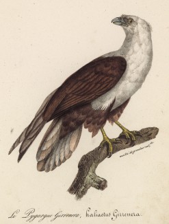 Браминский коршун (Haliastur indus (лат.)) (лист из альбома литографий "Галерея птиц... королевского сада", изданного в Париже в 1822 году)