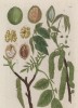 Орех грецкий, или орех царский (Juglans regia (лат.)) — вид деревьев рода орех семейства ореховые (Juglandaceae). Народное название растения — волошский орех (лист 247 "Гербария" Элизабет Блеквелл, изданного в Нюрнберге в 1757 году)