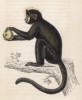 Обезьяна-фавн, или рогатый сапажу (Cebus Fatuellus (лат.)) (лист 21 тома II "Библиотеки натуралиста" Вильяма Жардина, изданного в Эдинбурге в 1833 году)