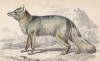 Магелланова собака, или патагонийская лисица (Cerdocyon Magellanicus (лат.)) (лист 30 тома IV "Библиотеки натуралиста" Вильяма Жардина, изданного в Эдинбурге в 1839 году)