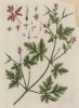 Герань, или журавельник (Geranium (лат.)) — главный род семейства гераниевые. Всего известно до 100 видов трав и полукустарников, рассеянных по всему свету (лист 480 "Гербария" Элизабет Блеквелл, изданного в Нюрнберге в 1760 году)