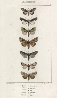 Бабочки родов Cleophana, Egyra, Plusia, Cucullia, Leucania и Сosmia (лат.) (лист 78)