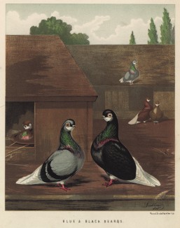 Голуби-турманы: голубой и чернобородый (из знаменитой "Книги голубей..." Роберта Фултона, изданной в Лондоне в 1874 году)