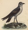 Буревестник морской (лист из альбома литографий "Галерея птиц... королевского сада", изданного в Париже в 1825 году)