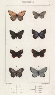 Бабочки рода Polyommatus: Thersamon (1), Xanthe (2), Thelle (3), а также рода Lycaena: Battus (4), Hylas (5), Amyntas (6), Aegon (7), Argus (8) (лат.) (лист 24)