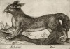 Неопределённый пушной зверь (лист из альбома Nova raccolta de li animali piu curiosi del mondo disegnati et intagliati da Antonio Tempesta... Рим. 1651 год)
