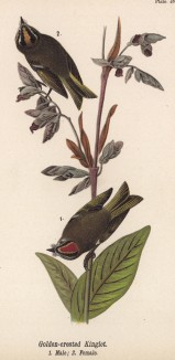 Семейство золотоголовых корольков (Regulus satrapa) (лист 49 известной работы Бенджамина Уоррена "Птицы Пенсильвании", иллюстрированной по мотивам оригиналов Джона Одюбона. США. 1890 год)