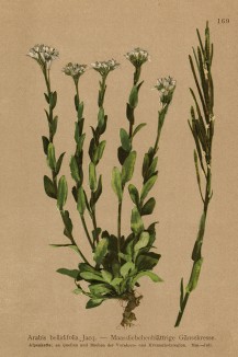 Арабис маргаритколистный (Arabis bellidifolia Jacq. (лат.)) (из Atlas der Alpenflora. Дрезден. 1897 год. Том II. Лист 169)
