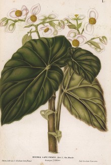 Бегония Лаперуза. Begonia Lapeyrousii (лат.). Профессор Удеманс, Neerland's Plantentuin: Afbeeldingen en beschrijvingen van sierplanten voor tuin en kamer, л.I. Амстердам, 1866

