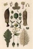 Различые части растений (иллюстрация к работе Ахилла Конта Musée d'histoire naturelle, изданной в Париже в 1854 году)