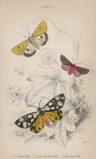 Медведица луговая; медведица кайя кремовая, рубиновая медведица (1. Clouded Buff 2. Cream-spot Tiger Moth 3. Ruby Tiger Moth (англ.)) (лист 20 тома XL "Библиотеки натуралиста" Вильяма Жардина, изданного в Эдинбурге в 1843 году)