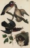 Утки каролинские (Aix sponsa) (лист 4 известной работы Бенджамина Уоррена "Птицы Пенсильвании", изданной в США в 1890 году (иллюстрации изготовлены по мотивам оригиналов Джона Одюбона))