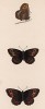 Бабочка бландина (лат. Papilio Blandina). History of British Butterflies Френсиса Морриса. Лондон, 1870, л.23