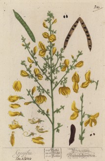 Дрок (Genista (лат.)). Род растений из семейства бобовые и подсемейства мотыльковые (Genistra лат.) (лист 244 "Гербария" Элизабет Блеквелл, изданного в Нюрнберге в 1757 году)