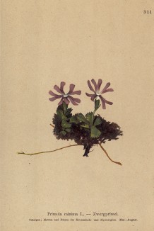 Первоцвет маленький (Primula minima (лат.)) (из Atlas der Alpenflora. Дрезден. 1897 год. Том IV. Лист 311)