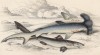 1. Молотоголовая акула 2. Суповая акула (1. Zygaena laticeps 2. Galeus vulgaris (лат.)) (лист 24 XXXIII тома "Библиотеки натуралиста" Вильяма Жардина, изданного в Эдинбурге в 1843 году)