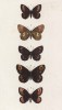 Бабочки рода Erebia (чернушки) Melampus (1), Pyrrha (2), Aeme (3), Medusa (4), Gorge (лат.) (лист 36)