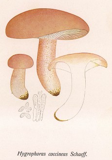 Гигроцибе красная или алая, Hygrophorus coccineus Schaeff. (лат.). Дж.Бресадола, Funghi mangerecci e velenosi, т.I, л.84. Тренто, 1933