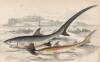 1. Пелагическая акула-лисица 2. Катран (1. Alopias vulpes 2. Acanthias vulgaris (лат.)) (лист 27 XXXIII тома "Библиотеки натуралиста" Вильяма Жардина, изданного в Эдинбурге в 1843 году)
