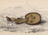 Мраморный скат (Torpedo Galvani (лат.)) из семейства Torpedinidae (электрические скаты) (лист 26 тома XXVIII "Библиотеки натуралиста" Вильяма Жардина, изданного в Эдинбурге в 1843 году)