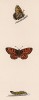 Бабочка перламутровка диа (лат. Papilio Dia) и её гусеница. History of British Butterflies Френсиса Морриса. Лондон, 1870, л.48