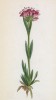 Смолка обыкновенная (Lychnis Viscaria (лат.)) (лист 92 известной работы Йозефа Карла Вебера "Растения Альп", изданной в Мюнхене в 1872 году)