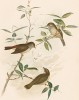1.Рыжелобая шипоклювка, Acanthiza pusilla. 2.Тасманийская шипоклювка, Acanthiza diemenensis. 3.Буропоясничная шипоклювка, Acanthiza upopygialis (лат.). G.J.Broinowski. The Birds of Australia.. Т.V, л.XI. Мельбурн, 1891