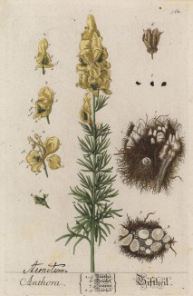 Воронин глаз, или монашеский клобук, или жёлтый волчий корень (Anthora (лат.)) -- растение семейства паслёновые (лист 562 "Гербария" Элизабет Блеквелл, изданного в Нюрнберге в 1760 году)