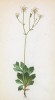 Камнеломка клинолистная (Saxifraga cuneifolia (лат.)) (лист 175 известной работы Йозефа Карла Вебера "Растения Альп", изданной в Мюнхене в 1872 году)