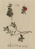 Толокнянка (Arctostaphylos (лат.)), или "медвежьи ушки"; растение, живущее в арктическом и субарктическом климате (лист 592 "Гербария" Элизабет Блеквелл, изданного в Нюрнберге в 1760 году)