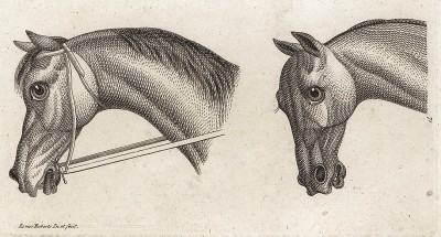 Голова лошади в профиль и в три четверти. Английская гравюра конца XVIII века