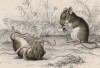Битва полевой мыши и червяка (Mus messorius (лат.)) (лист 27 тома VII "Библиотеки натуралиста" Вильяма Жардина, изданного в Эдинбурге в 1838 году)
