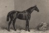 Конь Перо Гомез, победитель скачек Сент-Лежер в 1869 г. Лондон, 1869