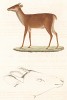 Мини-олень веадо, или гуасупита (из работы "Естественная история Бразилии" почётного члена Российской академии наук принца Максимилиана фон Вид-Нойвида. Веймар. 1825 год)