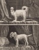 Спаниель середины XVIII века (вверху) и малый барбет (лист XIV иллюстраций ко второму тому знаменитой "Естественной истории" графа де Бюффона, изданному в Париже в 1749 году)