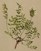 Астрагал южный (Astragalus australis (лат.)) (из Atlas der Alpenflora. Дрезден. 1897 год. Том III. Лист 251)