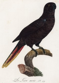 Чёрный лори (лист 49 иллюстраций к первому тому Histoire naturelle des perroquets Франсуа Левальяна. Изображения попугаев из этой работы считаются одними из красивейших в истории. Париж. 1801 год)