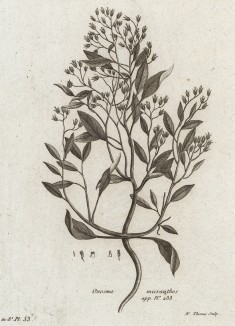 Оносма мелкоцветковая (Onosma micranthos). Из атласа к знаменитой работе "Путешествия профессора Палласа в разные провинции Российской Империи". Париж, 1794