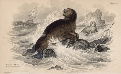 Морской медведь (Sea bear (англ.)) из Британского музея (лист 23 тома VI "Библиотеки натуралиста" Вильяма Жардина, изданного в Эдинбурге в 1843 году)
