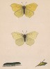 Бабочка лимонница, или крушинница (лат. Papilio rhamni), её гусеница и куколка. History of British Butterflies Френсиса Морриса. Лондон, 1870, л.3