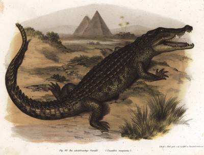 Кайман (Champsa silerops (лат.)) (из Naturgeschichte der Amphibien in ihren Sämmtlichen hauptformen. Вена. 1864 год)