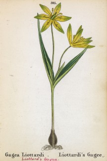 Лук гусиный Лиоттарди (Gagea Liottardi (лат.)) (лист 395 известной работы Йозефа Карла Вебера "Растения Альп", изданной в Мюнхене в 1872 году)