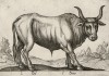 Вол (лист из альбома Nova raccolta de li animali piu curiosi del mondo disegnati et intagliati da Antonio Tempesta... Рим. 1651 год)