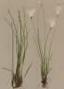 Пухонос альпийский (Trichophorum alpinum (лат.)) (из Atlas der Alpenflora. Дрезден. 1897 год. Том I. Лист 41)