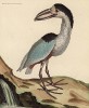 Бразильская болотная птица саваку (Cancroma Cochlearia (лат.)) (из Table des Planches Enluminées d'Histoire Naturelle de M. D'Aubenton (фр.). Утрехт. 1783 год (лист 39))