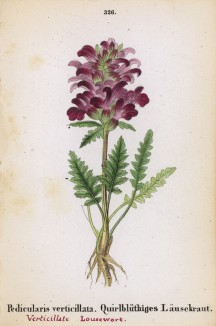 Мытник мутовчатый (Pedicularis verticillata (лат.)) (лист 326 известной работы Йозефа Карла Вебера "Растения Альп", изданной в Мюнхене в 1872 году)