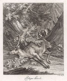Убитый олень. Гравюра Иоганна Элиаса Ридингера из Entwurff Einiger Thiere ..., Аугсбург, 1738. 