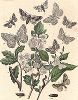 Пяденицы-шелкопряды. "Книга бабочек" Фридриха Берге, Штутгарт, 1870. 